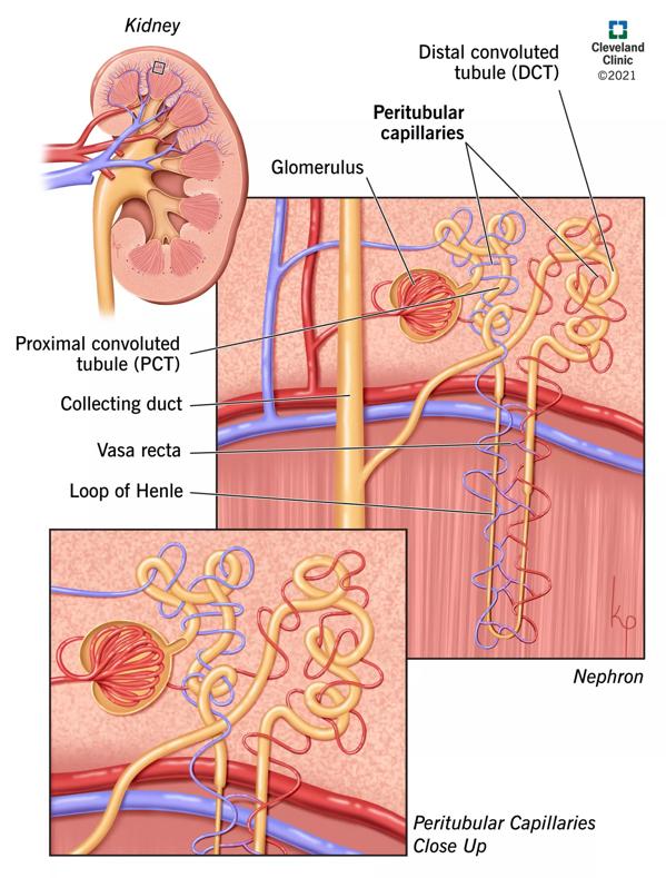peritubular capillaries diagram